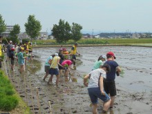 田植え作業